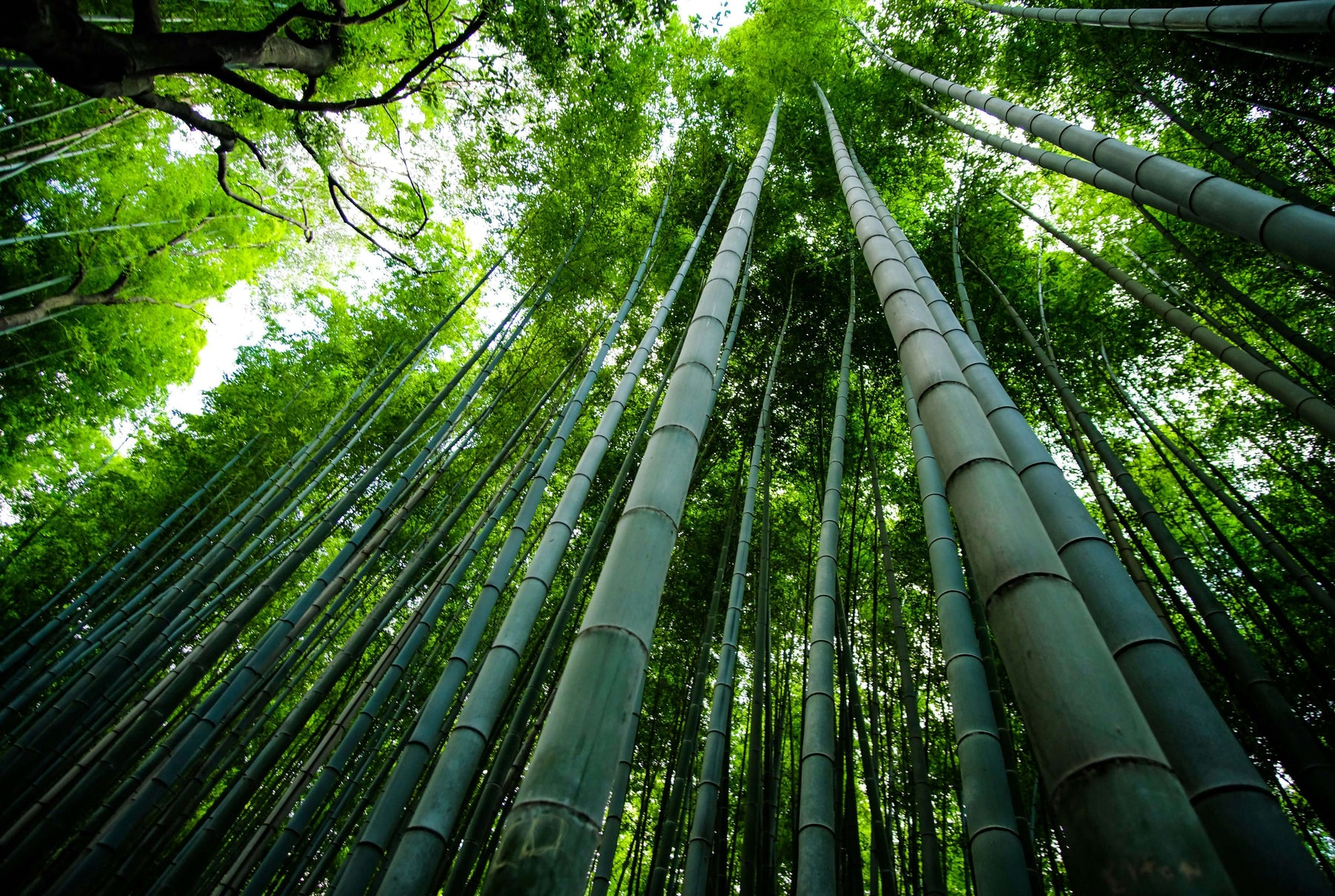 The Secret to Odor-Free Feet: Why Bamboo Socks Stay Fresher Longer