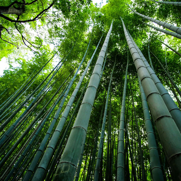 The Secret to Odor-Free Feet: Why Bamboo Socks Stay Fresher Longer